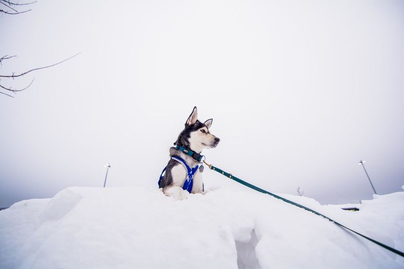 Dog on snow covered landscape