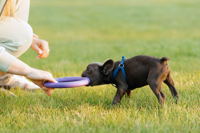 Beautiful french bulldog puppy playing outdoors with a puller