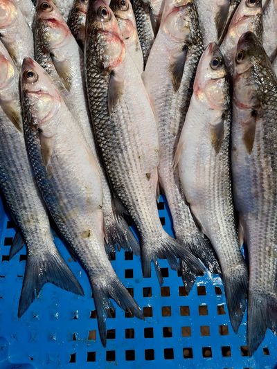 High angle view of fish for sale in market