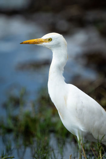 Close-up of egret