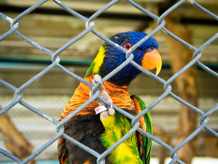 Close-up of parrot perching on chainlink fence