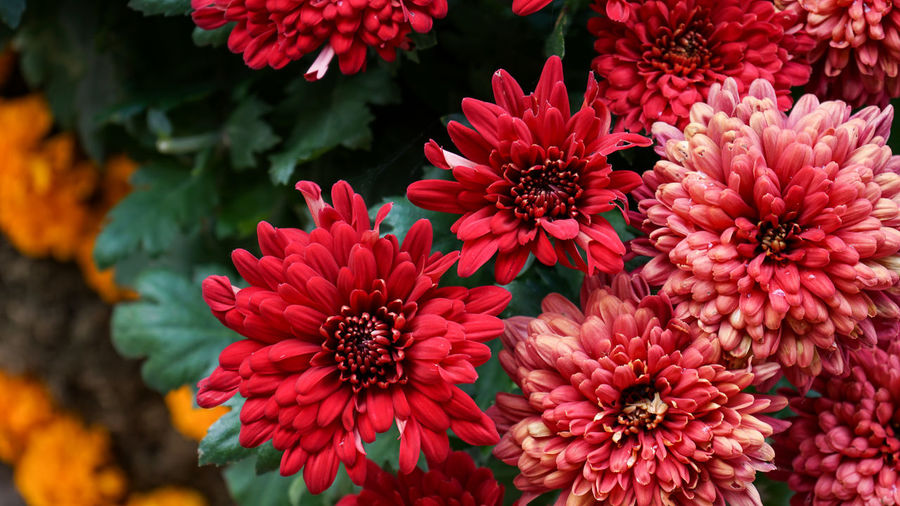 Close-up of pink and red flowers