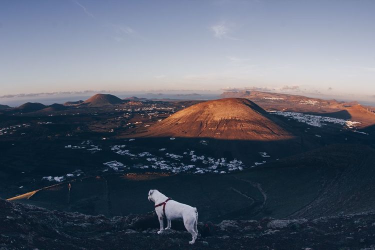 View of a dog on landscape against mountain range