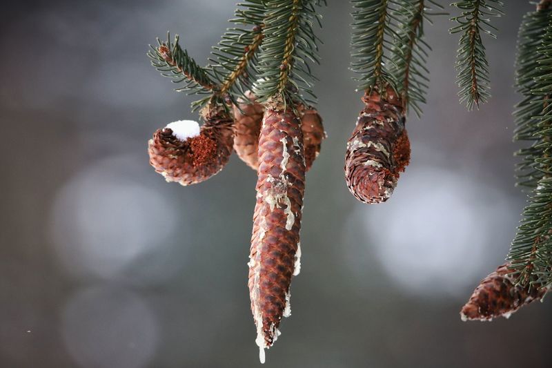 Close-up of frozen fruit hanging on tree