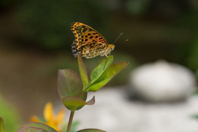 Close-up of butterfly perching on plant