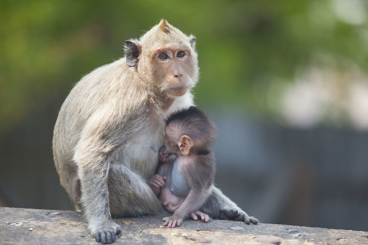 Close-up of monkey sitting with young one on retaining wall