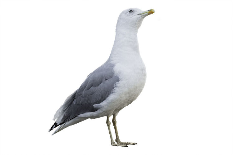 Close-up of bird perching on white background