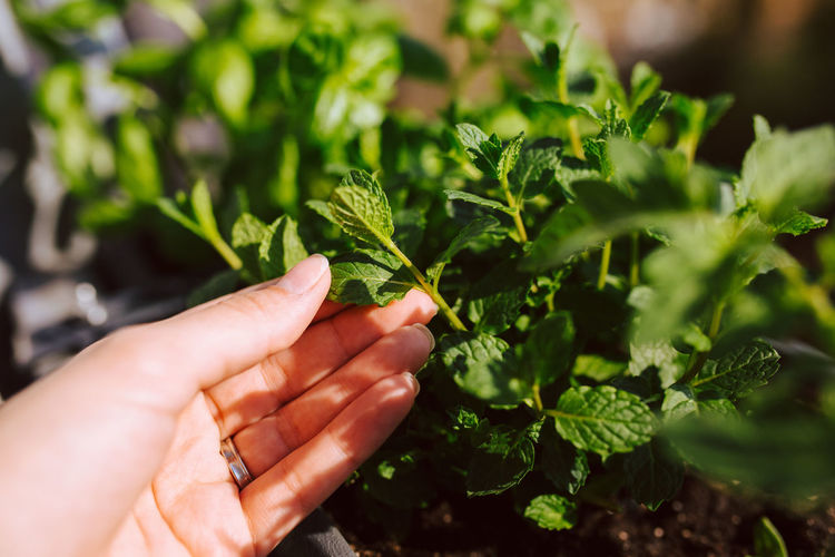 Cropped hands of woman picking mint leaves growing in balcony