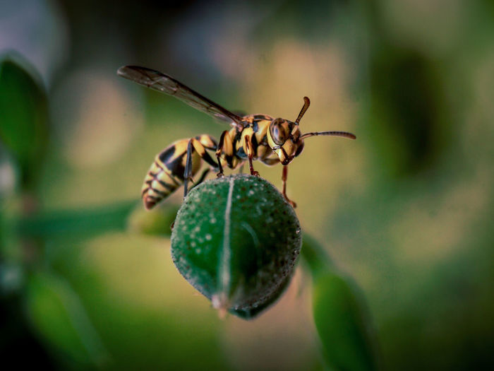 Close-up of insect on bud