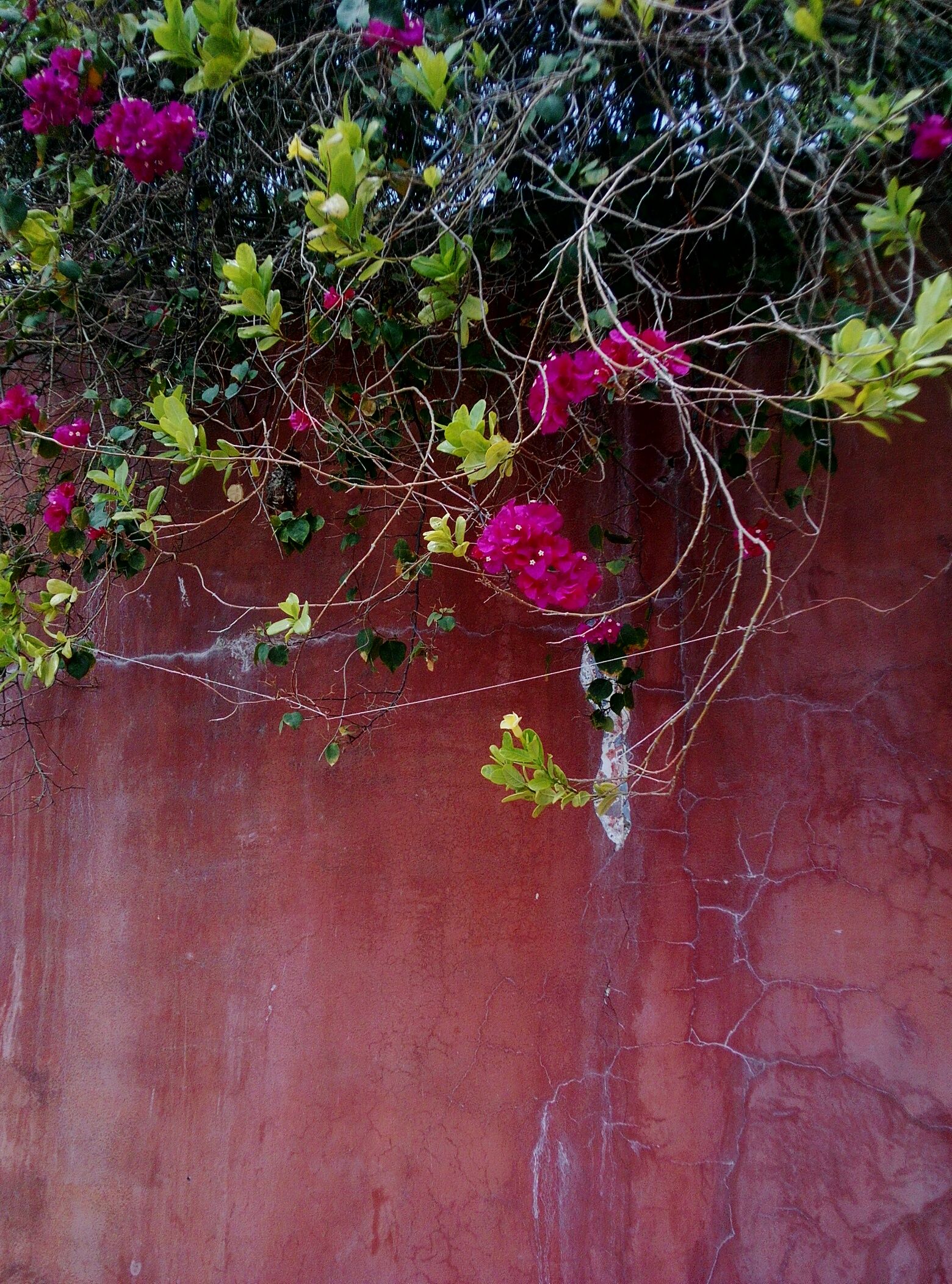 flower, growth, plant, pink color, leaf, nature, freshness, fragility, branch, beauty in nature, wall - building feature, purple, high angle view, outdoors, day, no people, growing, pink, tree, close-up