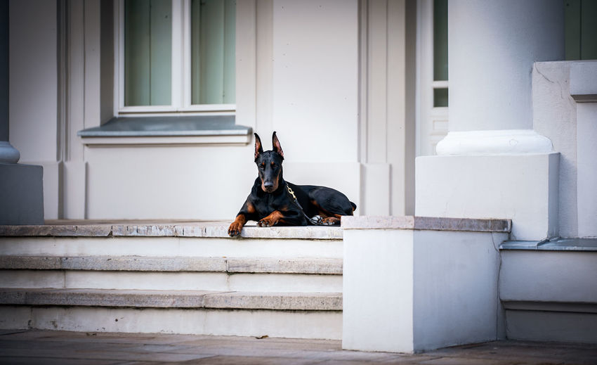 Dobermann sitting on a staircase of building