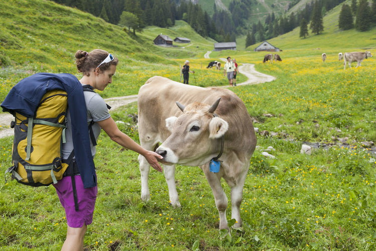 Hiker offers hand to cow in pasture, alpstein, appenzell, switzerland