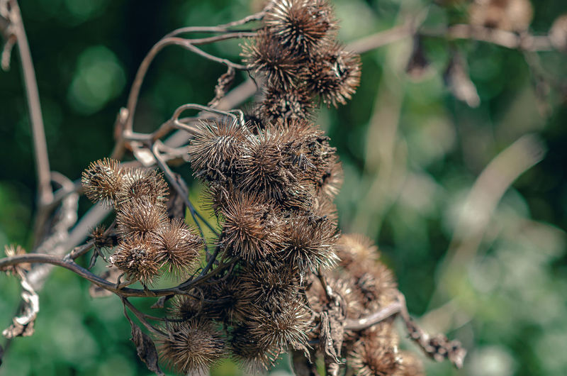 Dry seeds of prickly thistle on abranch. blurred background. close-up