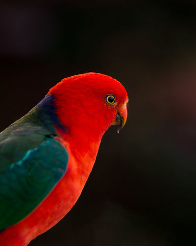 Close-up of parrot against black background