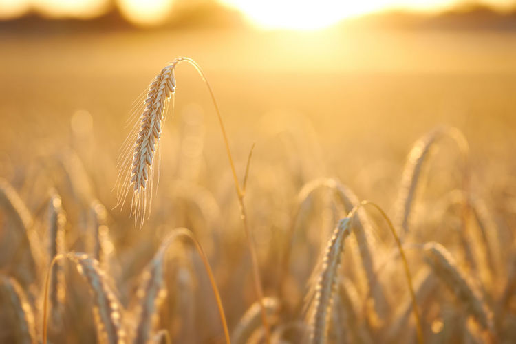 Close-up of wheat growing on field during sunset