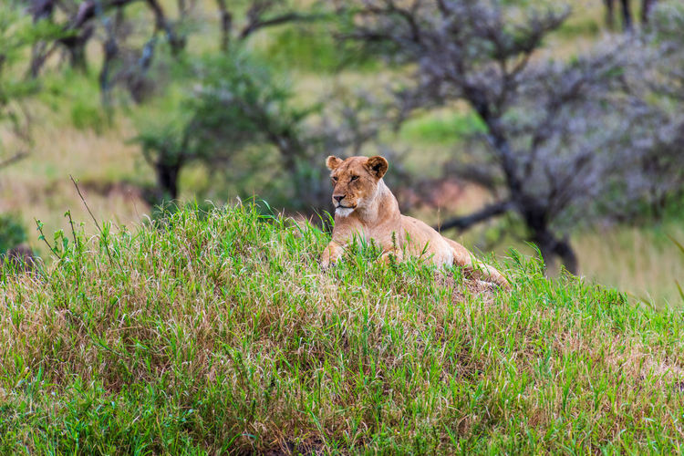 Lioness resting on grassy field