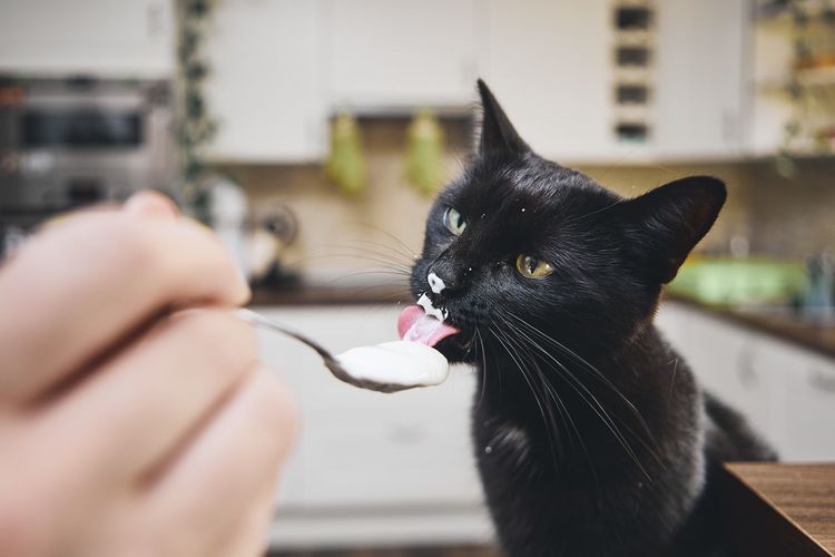 Cropped hand of person feeding food to cat at home