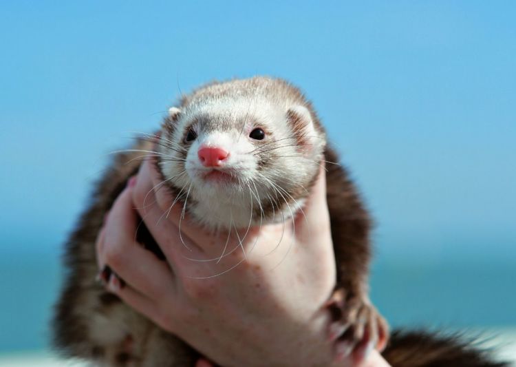 Close-up of person holding ferret 