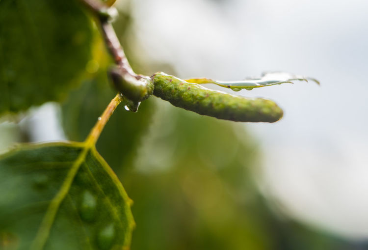 Close-up of raindrops on plant