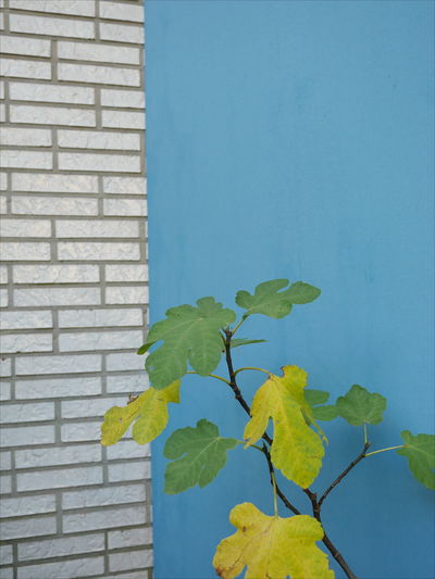 Close-up of yellow ivy against clear blue sky