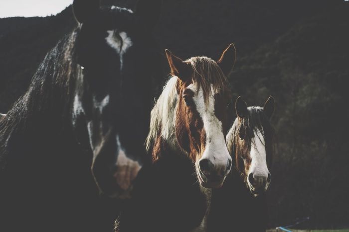 Close-up portrait of three horses