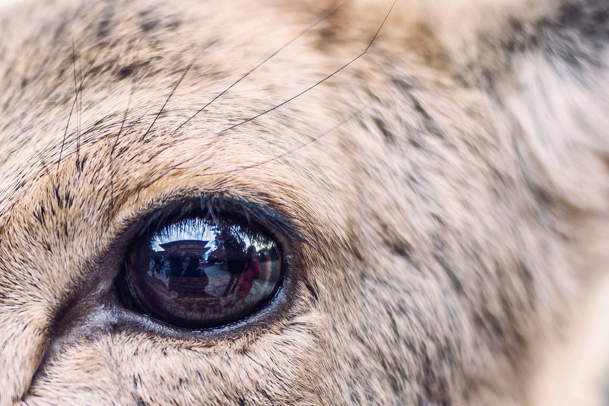 close-up, one animal, part of, animal eye, animal body part, animal head, domestic animals, animal themes, human eye, extreme close up, mammal, portrait, one person, looking at camera, extreme close-up, eyesight, cropped, horse, detail