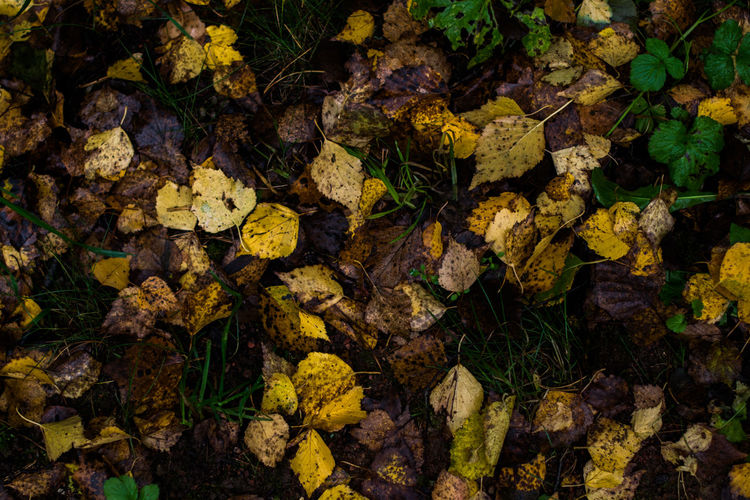 Close-up of yellow autumn leaves