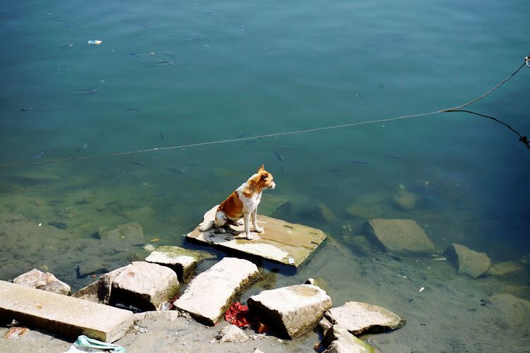 High angle view of dog and fish on rock by lake