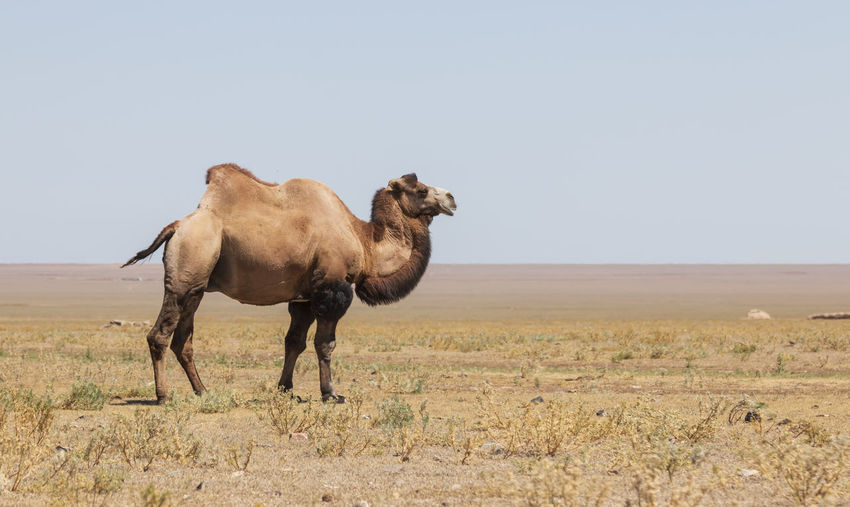 Bactrian camel standing on landscape