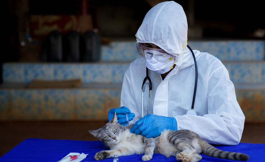 Veterinarians wear ppe for canine distempervirus vaccine. cats and dogs, veterinary medicine.