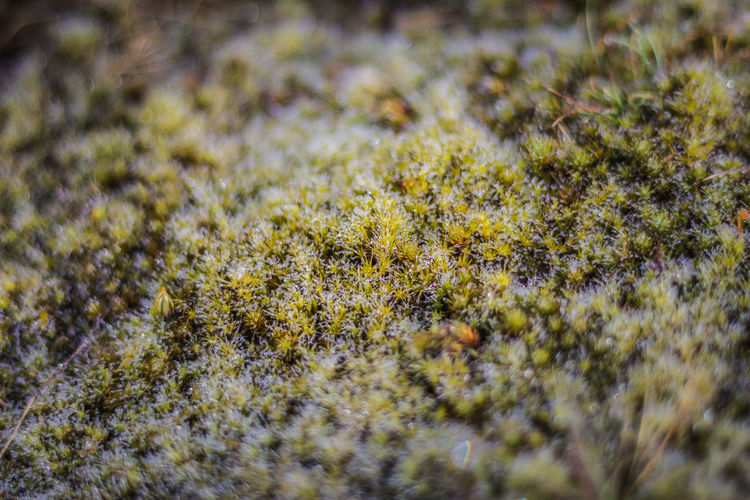 Full frame shot of moss growing on field