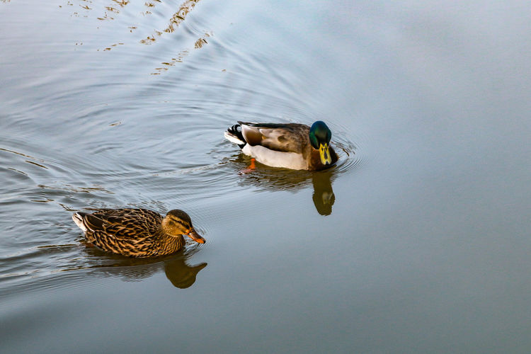 Two ducks swimming on the calm water, swimming to the right 