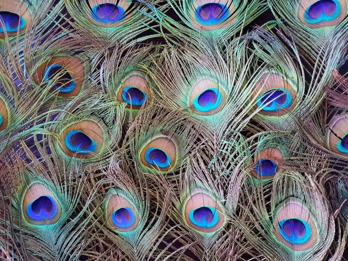 Close-up of peacock feathers