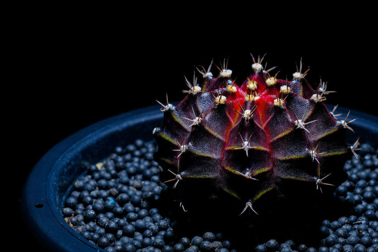 Close-up of cactus growing against black background