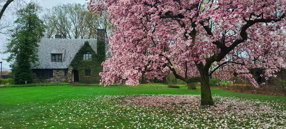View of cherry blossom tree in front of house