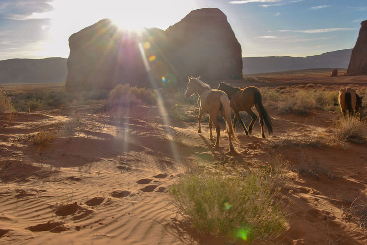Horses on sand at desert