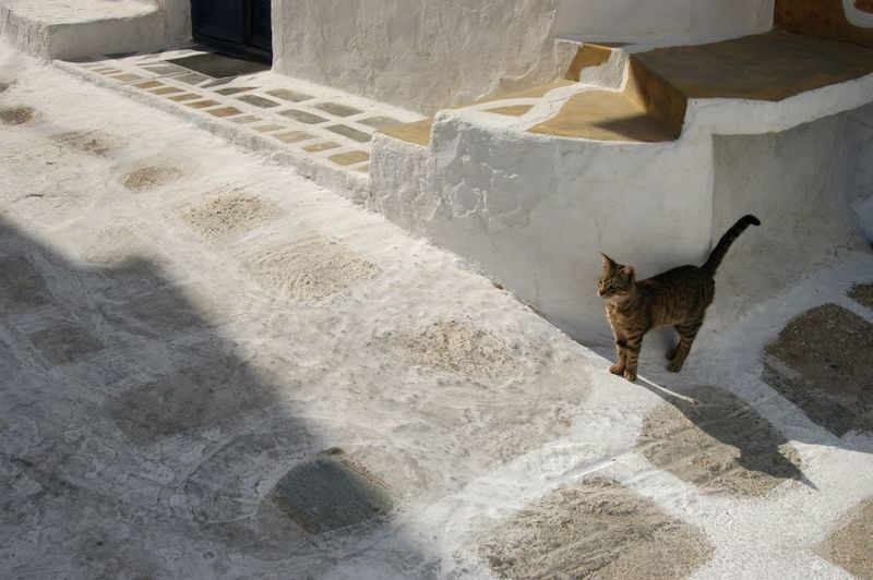 Cat living in mykonos town