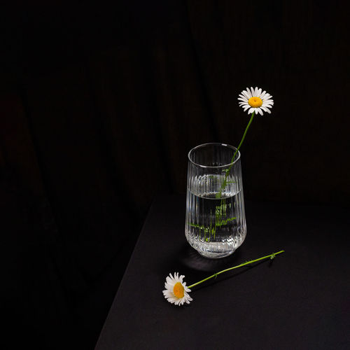 Close-up of white flowers on table, daisy, moody flower's 