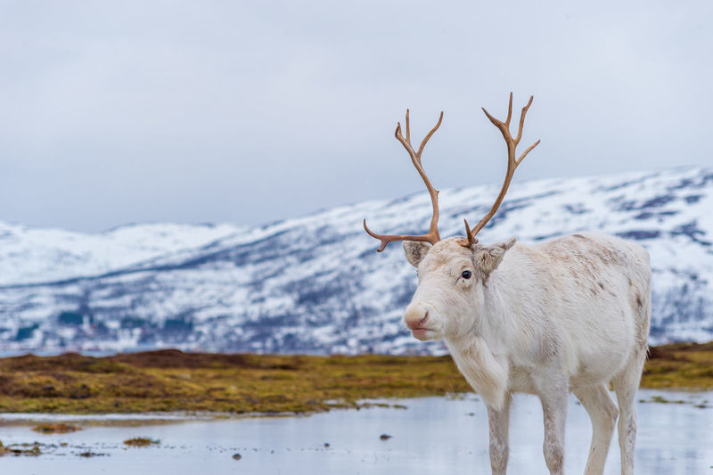 Portrait of white reindeer standing on snow covered field