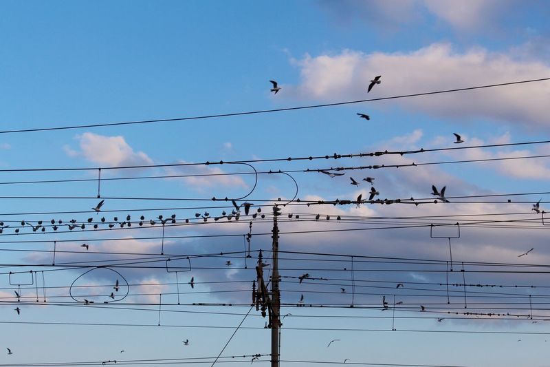Low angle view of birds flying over electricity cables against sky