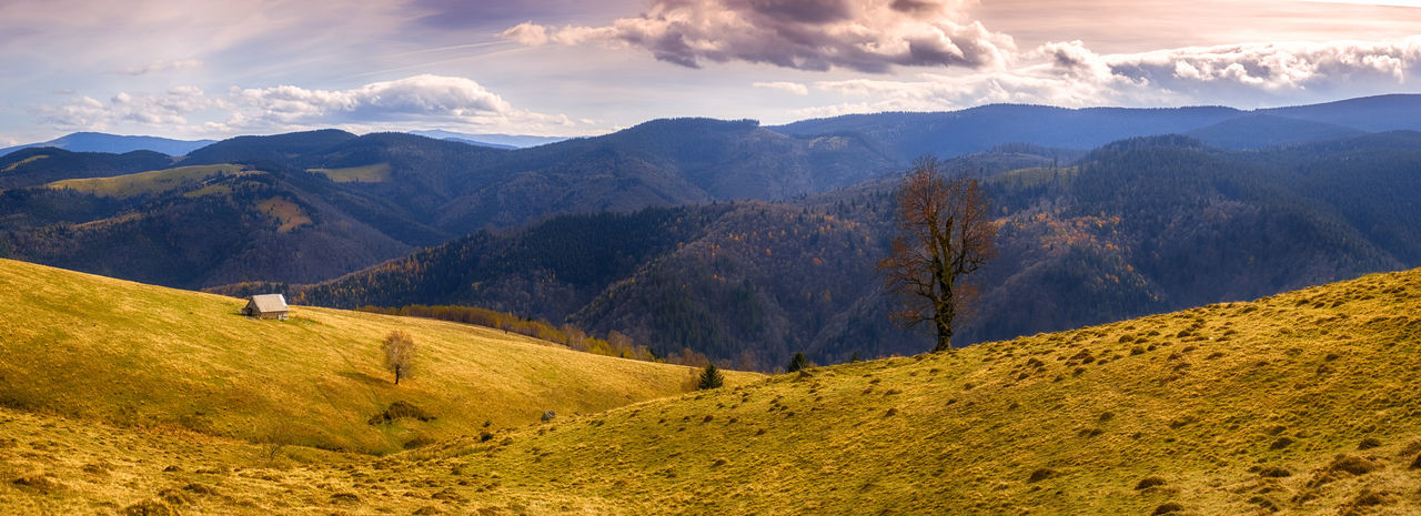 The lonely tree and old shepherds cottage, cindrel mountains, valari, sibiu county, romania