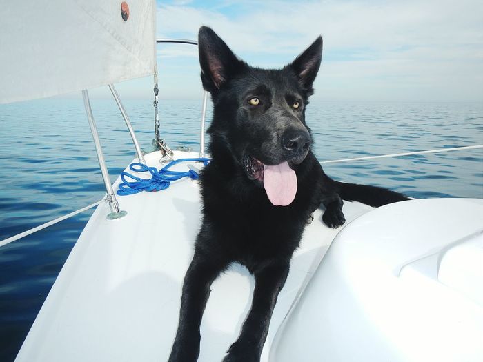 Dog on bow of boat