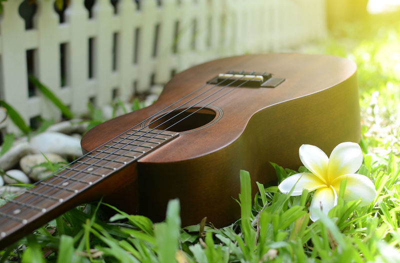 Close-up of guitar on plant