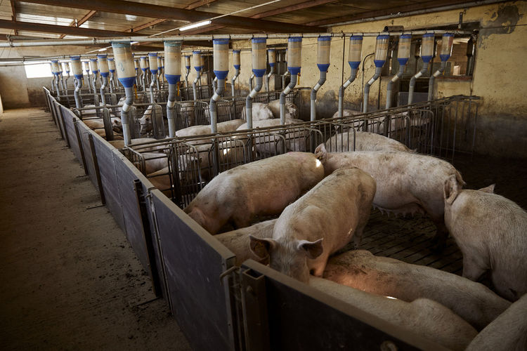 Pigs in barn at pen