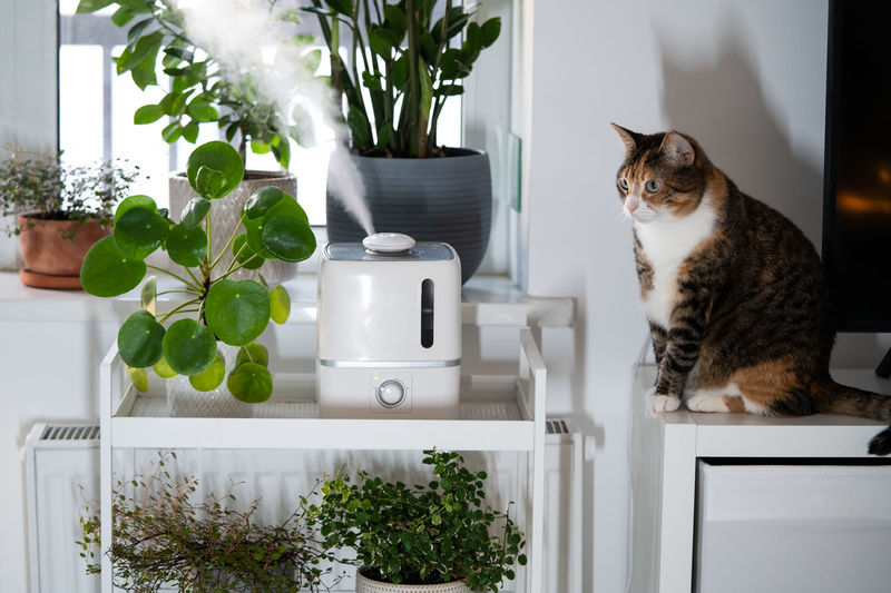 Water steam moisturises dry air at home with pet cat. humidifier among houseplants in heating season