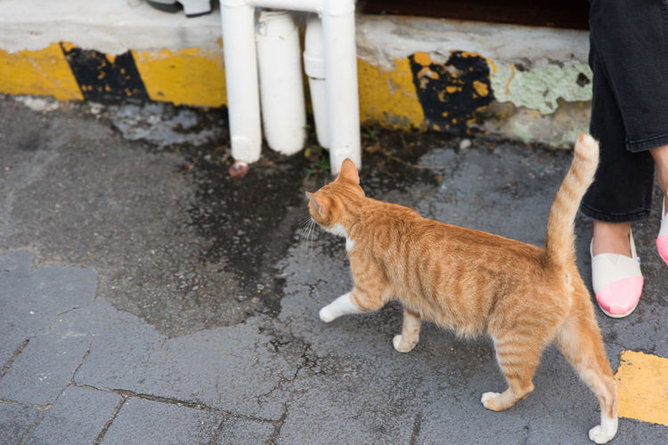 Low section of cat standing on footpath by street