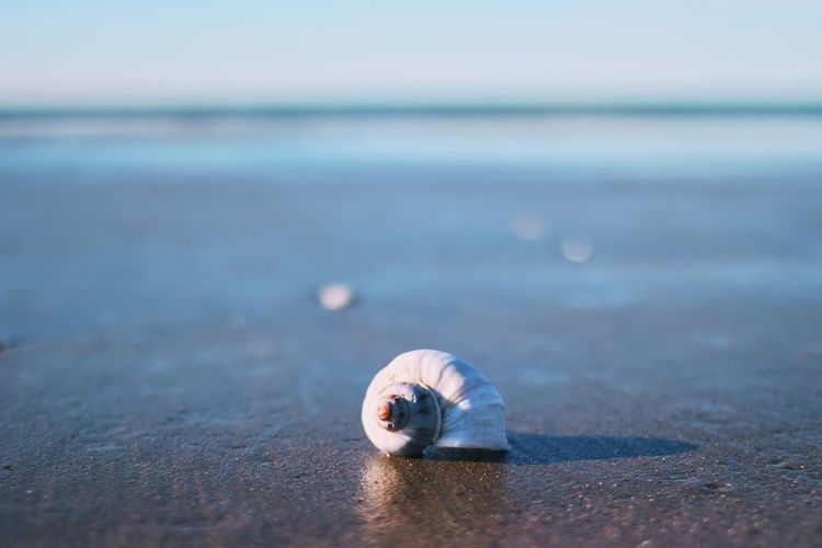 Close-up of seashell on the beach