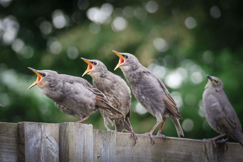Birds perching on wooden fence