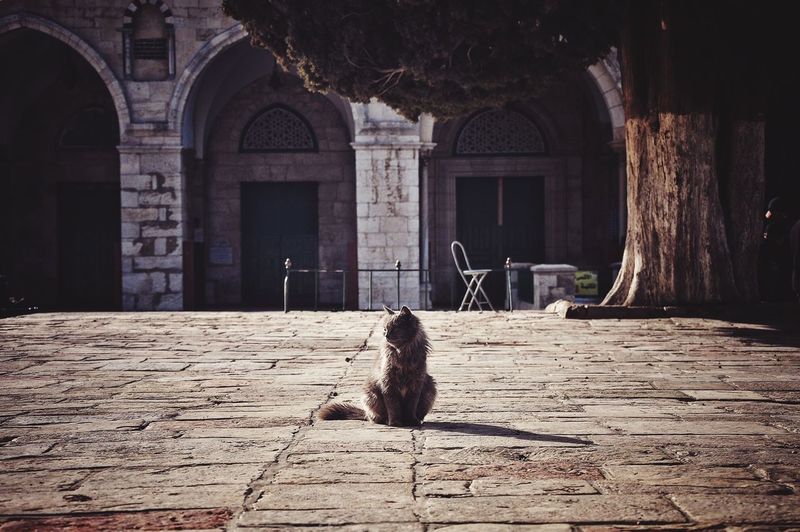 View of cat sitting by building