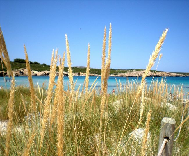 Plants growing on land against clear blue sky